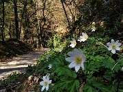 Benedetta primavera sui sentieri per il Monte Ubione da Ubiale-18mar23 - FOTOGALLERY